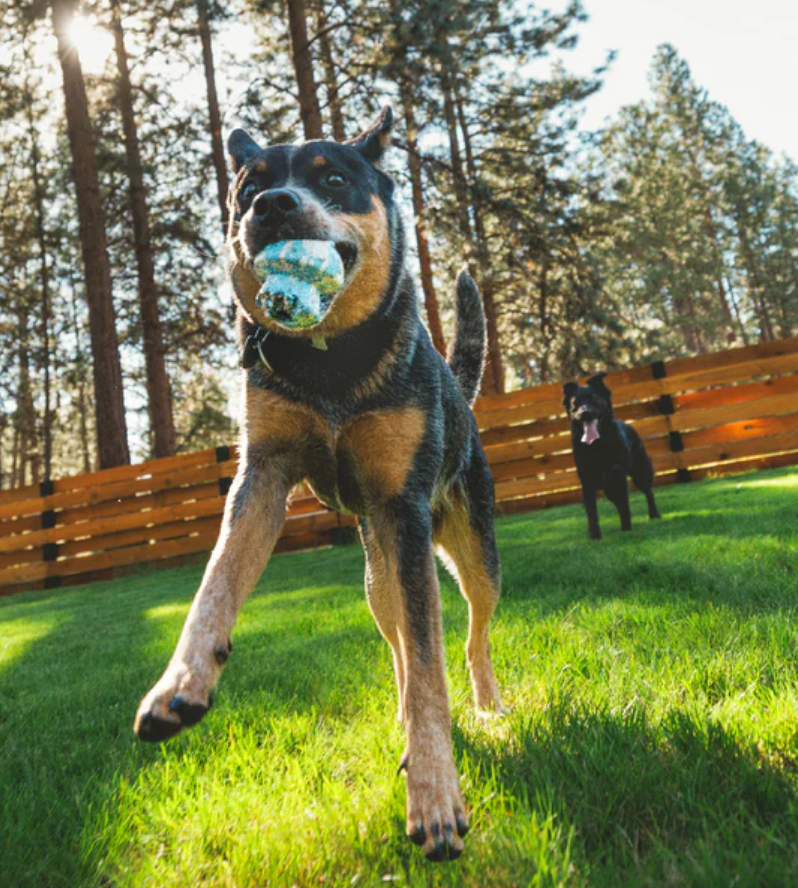 Load image into Gallery viewer, Ruffwear Toadstool Toy
