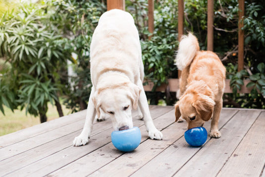 Big Air Tagged quot Features Made in Canada quot Discover Dogs Big Air Tagged quot Features Made in Canada quot Discover Dogs