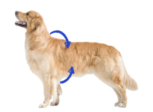 Woof & Stuff Basecamp Harness Gray