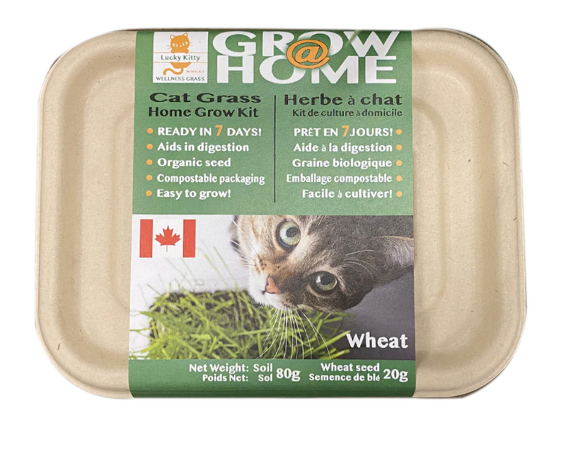 Load image into Gallery viewer, Lucky Kitty Grow at Home Cat Grass
