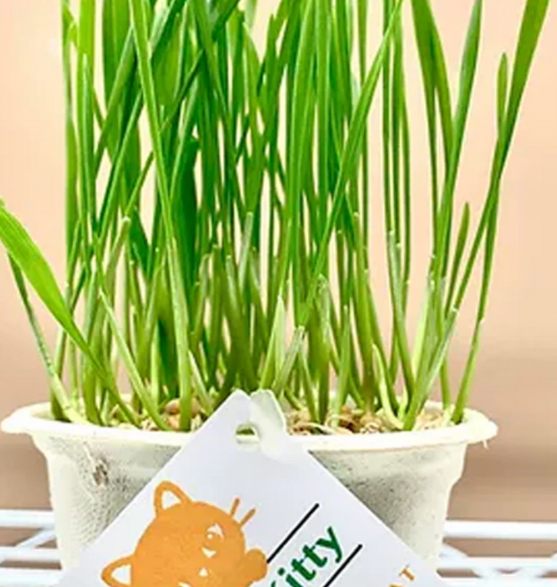 Load image into Gallery viewer, Lucky Kitty Grow at Home Cat Grass
