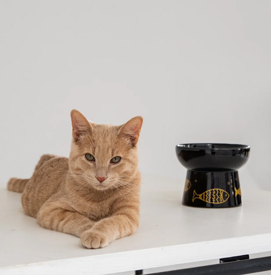 Dexypaws Cat Elevated Ceramic Bowl Black & Gold Fish