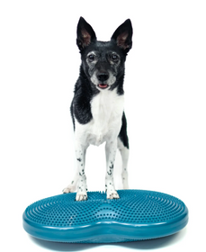 FitPAWS Duo Disc (24