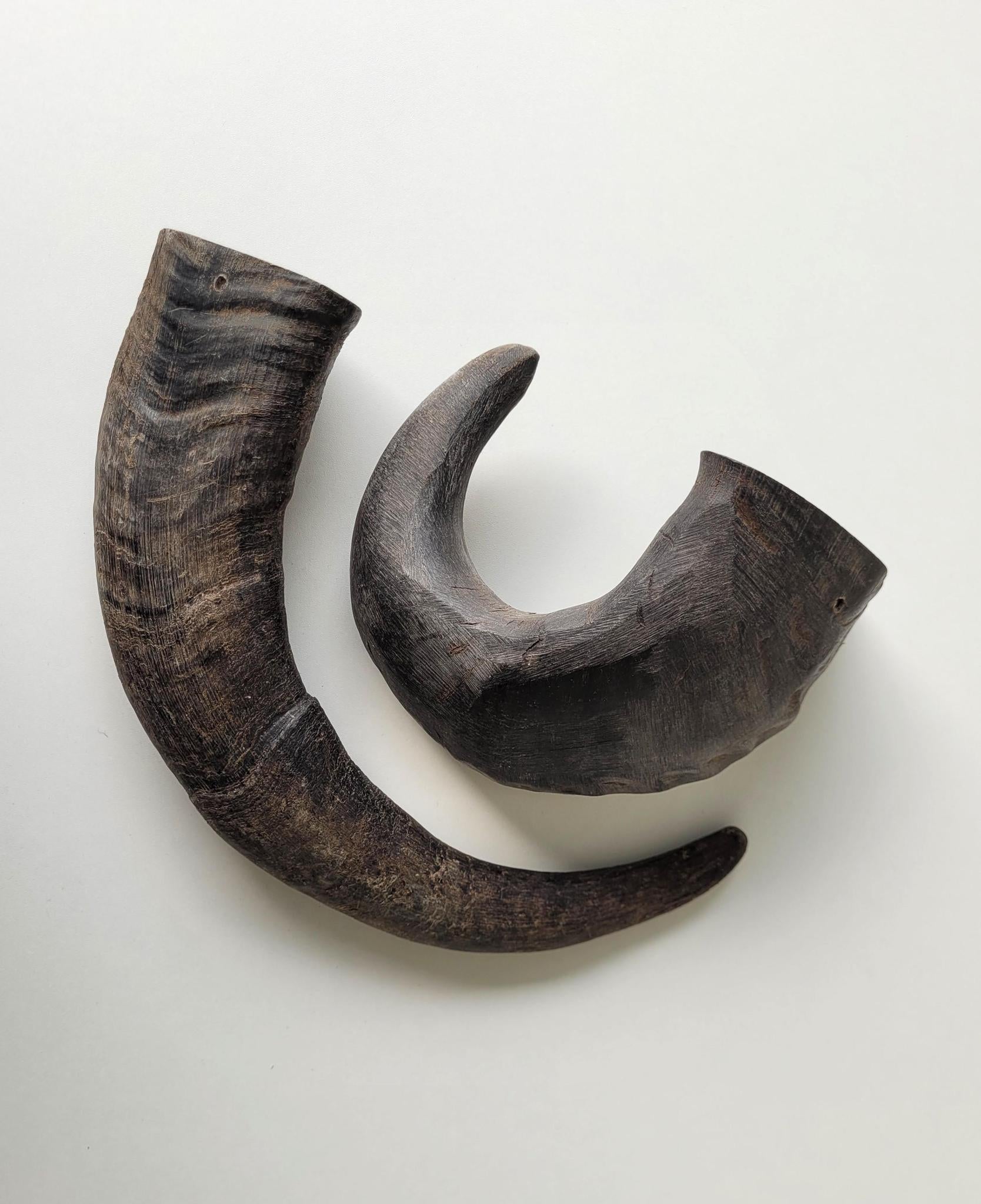 Open Range Water Buffalo Horn Small – Discover Dogs