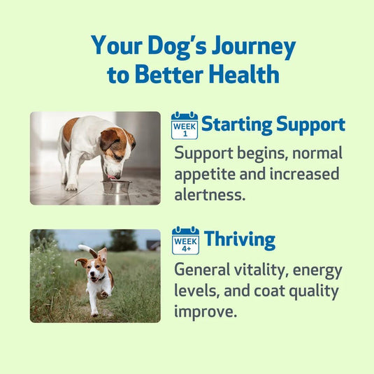 Pet Wellbeing Life Gold