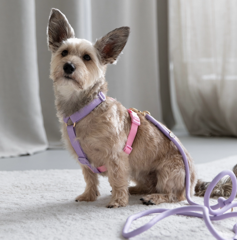 Load image into Gallery viewer, Furlou Strap Harness Lavender &amp; Pink
