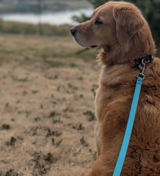 Woof & Stuff Lagoon Waterproof Leash