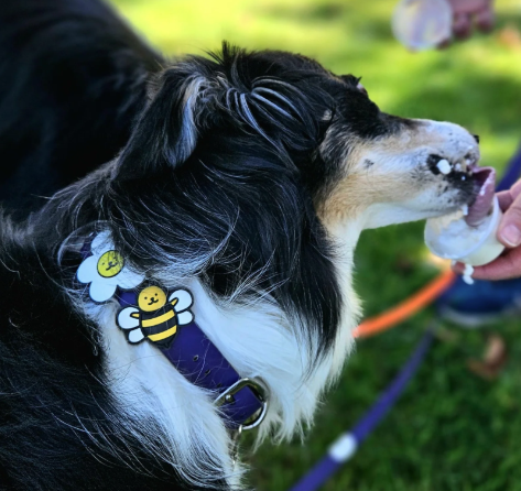 Jiby Dog Charm Bee
