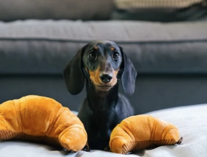 PLAY Barking Brunch Croissant - Discover Dogs