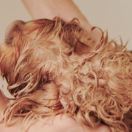 Dandylion Nourish Gentle Hydrating Dog Conditioner 473ml