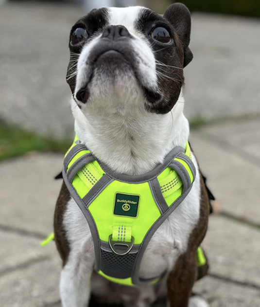 BuddyRider Harness Red