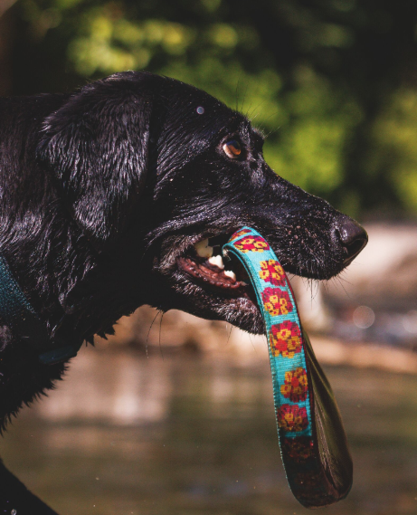 Load image into Gallery viewer, Ruffwear Remix Soft Flying Disc Assorted

