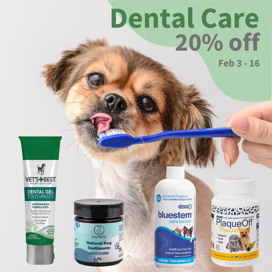 Dental Care