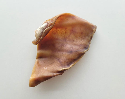 Dehydrated Pig Ear - Discover Dogs