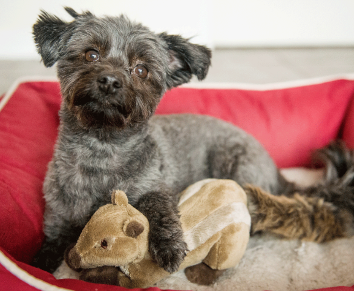 Load image into Gallery viewer, Fluff &amp; Tuff Peanut Chipmunk 8&#39;&#39;
