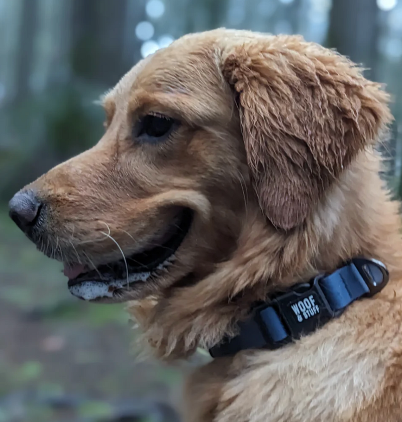 Load image into Gallery viewer, Woof &amp; Stuff Blueberry Waterproof Collar
