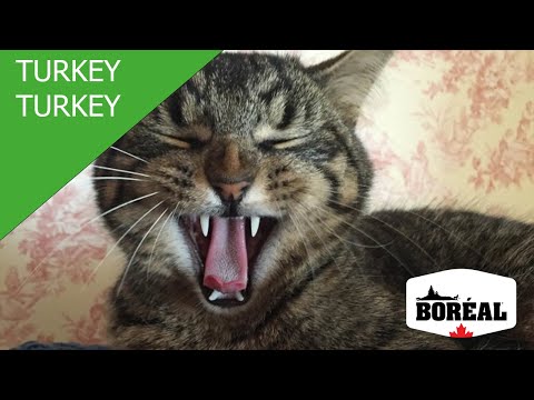 Load and play video in Gallery viewer, Boreal Cat Original Turkey &amp; Trout
