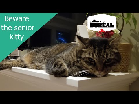 Load and play video in Gallery viewer, Boreal Cat Functional Senior &amp; Less Active Chicken
