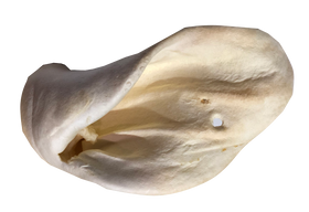 Puffed Cow Ear - Discover Dogs Online