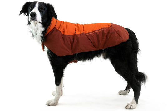 Sweaters and Coats – Discover Dogs