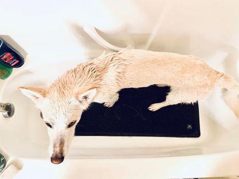 Load image into Gallery viewer, Tall Tails Wet Paws Bath Mat
