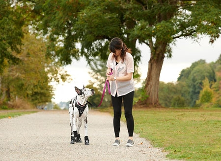 Load image into Gallery viewer, RC Momentum Harness Black - Discover Dogs Online
