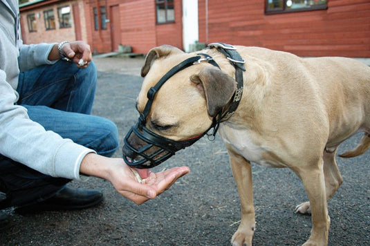 Baskerville Muzzle - Discover Dogs Online