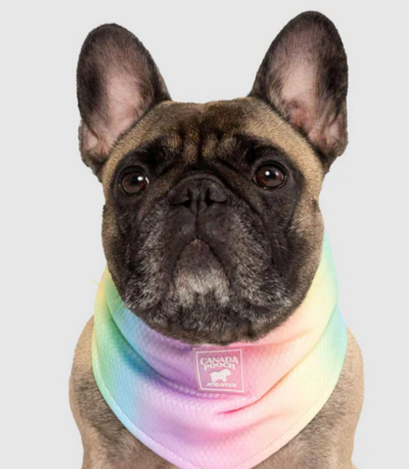 Load image into Gallery viewer, Canada Pooch Cooling Bandana Rainbow
