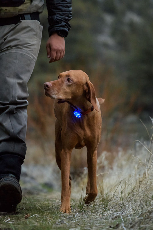 Ruffwear The Beacon Light - Discover Dogs Online