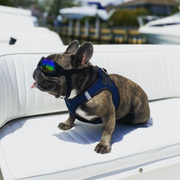 Load image into Gallery viewer, K9 Sport Shades Doggles
