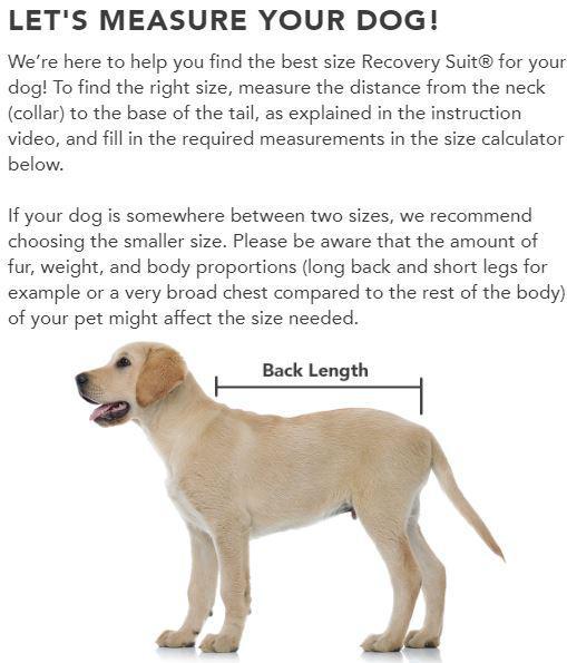 Suitical Recovery Suit Dog – Discover Dogs