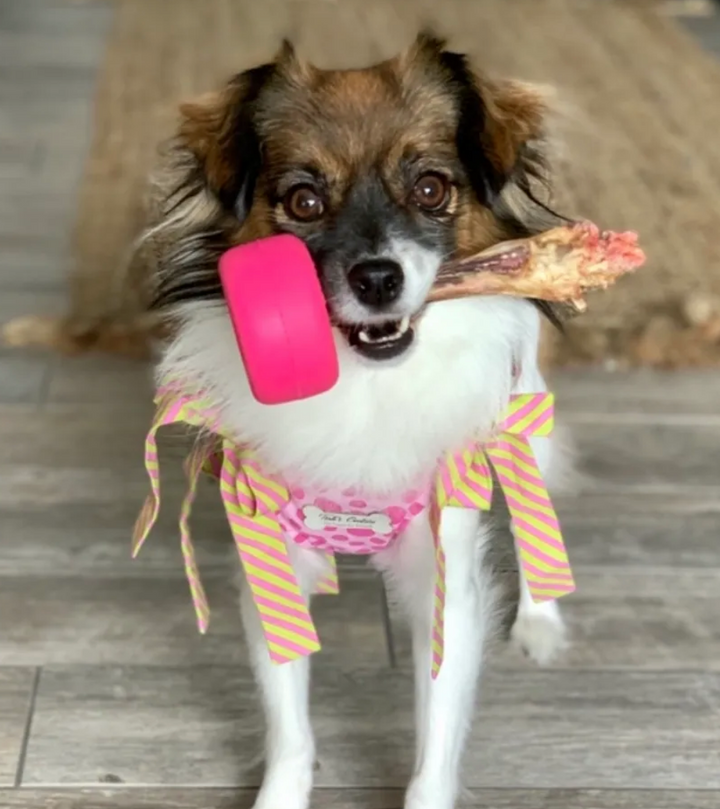 Bully Grip Bully Stick Holder Discover Dogs