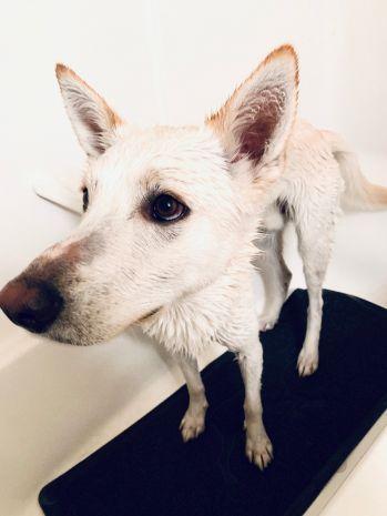 Load image into Gallery viewer, Tall Tails Wet Paws Bath Mat
