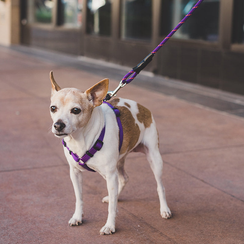 Load image into Gallery viewer, Mountain Dog Leash Mighty Mini 4&#39;
